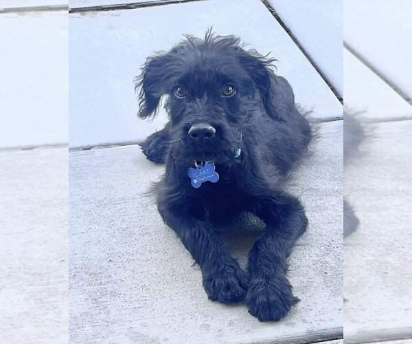 Medium Photo #8 Mutt Puppy For Sale in Corona, CA, USA