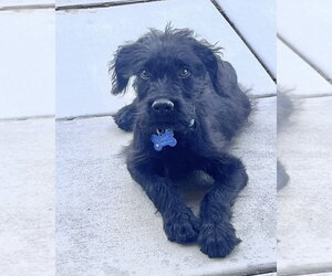 Ozzy - Male Mutt Dog for Adoption - Photo #8