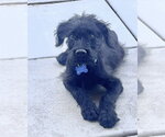 Small Photo #8 Mutt Puppy For Sale in Corona, CA, USA