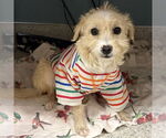Small Mutt