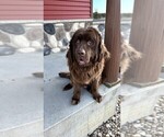 Small Photo #1 Newfoundland Puppy For Sale in NEW HARTFORD, IA, USA