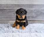 Small #1 Rottweiler
