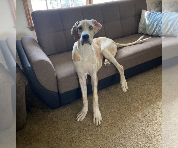 Medium Photo #1 Great Dane-Unknown Mix Puppy For Sale in Aurora, IN, USA