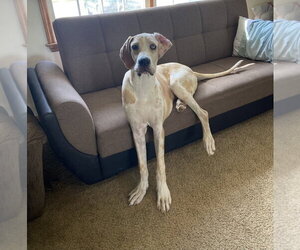 Great Dane-Unknown Mix Dogs for adoption in Aurora, IN, USA
