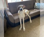 Small Great Dane Mix