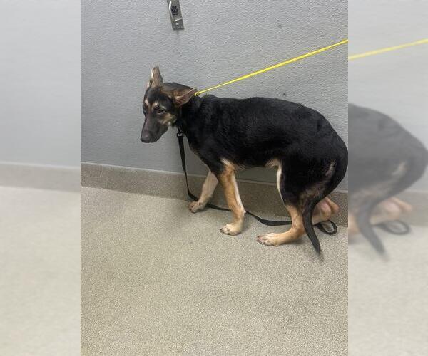 Medium Photo #1 German Shepherd Dog-Unknown Mix Puppy For Sale in Las Vegas, NV, USA