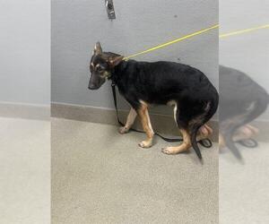 German Shepherd Dog-Unknown Mix Dogs for adoption in Las Vegas, NV, USA