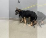 *JENKINS - Male German Shepherd Dog-Unknown Mix Dog for Adoption - Small photo