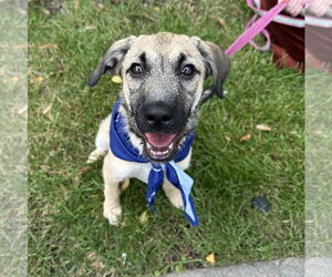 Mutt Dogs for adoption in Brooklyn Center, MN, USA