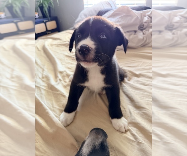 Medium Photo #5 Siberian Husky-Unknown Mix Puppy For Sale in ONTARIO, CA, USA
