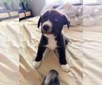 Small #4 Siberian Husky Mix