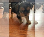 Small Photo #5 Yorkshire Terrier Puppy For Sale in SAN DIEGO, CA, USA
