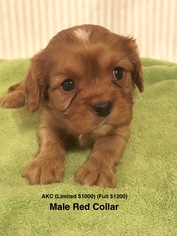 Cavalier King Charles Spaniel Puppy for sale in SMITHVILLE, MS, USA