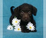 Small Photo #6 Labradoodle Puppy For Sale in FREDERICKSBG, OH, USA