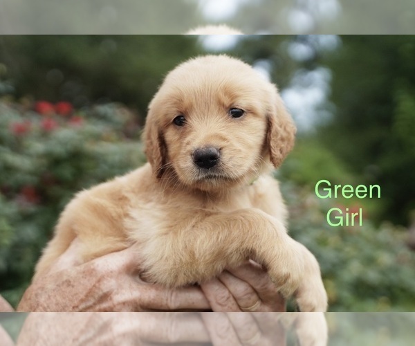 Medium Photo #6 Golden Retriever Puppy For Sale in ROUND ROCK, TX, USA
