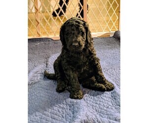 Goldendoodle Puppy for sale in KANKAKEE, IL, USA