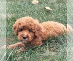 Small #1 Goldendoodle (Miniature)