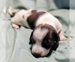 Dachshund Puppy for Sale in BRISTOL, Tennessee USA