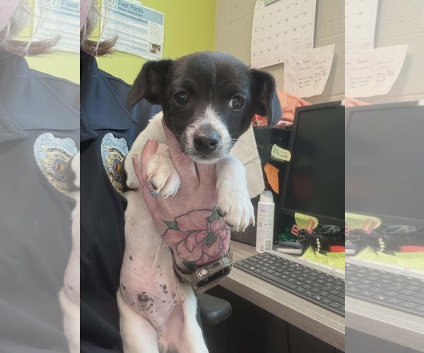 Medium Photo #1 Jack Russell Terrier-Unknown Mix Puppy For Sale in SHERBURNE, NY, USA