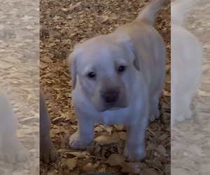 Labrador Retriever Puppy for sale in DILLSBORO, IN, USA