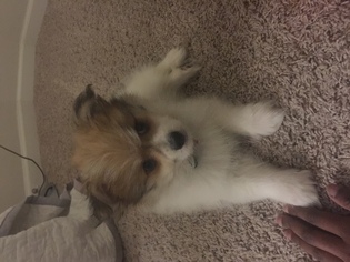 Maltipom Puppy for sale in COLUMBUS, OH, USA