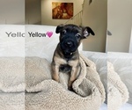 Small Photo #3 Belgian Malinois Puppy For Sale in LAS VEGAS, NV, USA