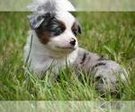 Small #3 Miniature Australian Shepherd