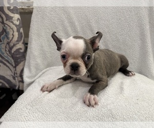 Boston Terrier Puppy for sale in RIDGEVILLE, SC, USA