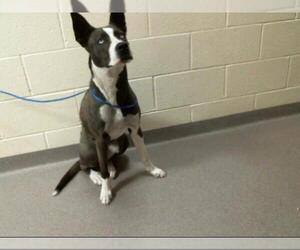 Siberian Husky-Unknown Mix Dogs for adoption in Denver, CO, USA
