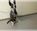 Small Siberian Husky Mix