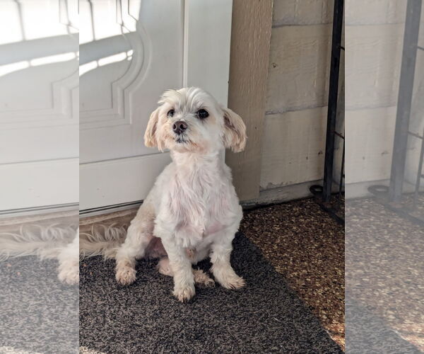 Medium Photo #1 Maltese Puppy For Sale in Spring, TX, USA