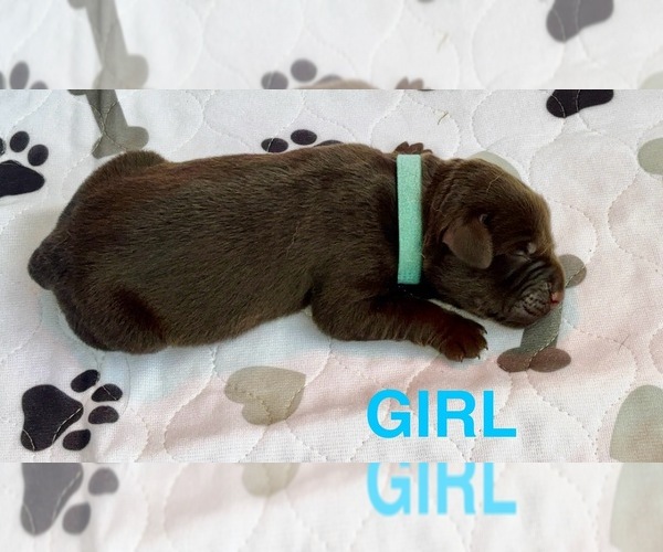 Medium Photo #1 Labrador Retriever Puppy For Sale in HOLLISTER, CA, USA