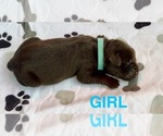 Puppy Puppy 5 Labrador Retriever