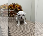 Puppy Rollie English Bulldogge