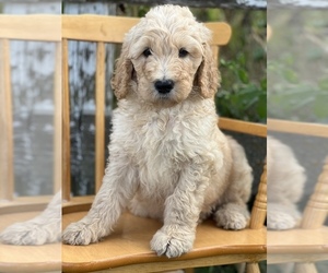 Goldendoodle Puppy for sale in MARYVILLE, MO, USA