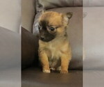 Small #7 Chihuahua