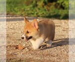 Small Photo #4 Pembroke Welsh Corgi Puppy For Sale in WEVER, IA, USA