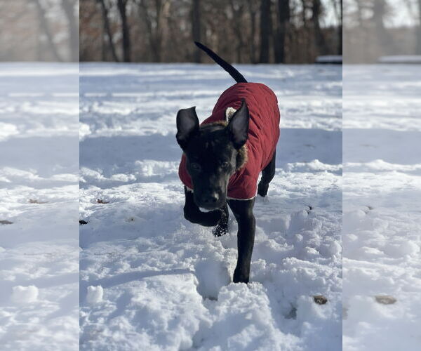 Medium Photo #5 American Staffordshire Terrier-Unknown Mix Puppy For Sale in Minneapolis, MN, USA