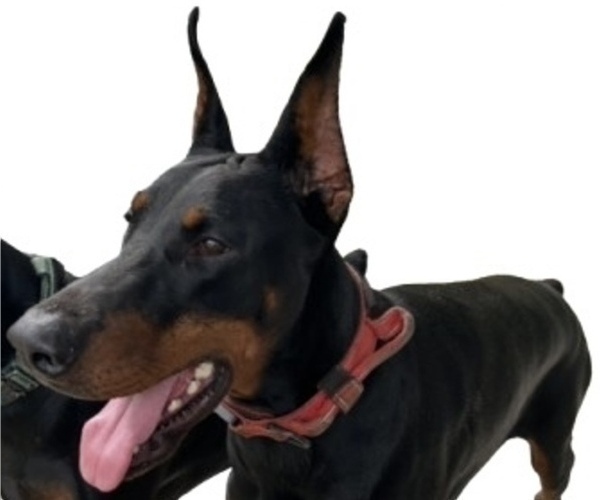 Medium Photo #1 Doberman Pinscher Puppy For Sale in KERNERSVILLE, NC, USA