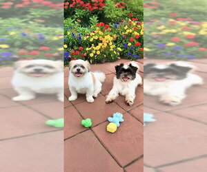 Orville & Prescott - Male Shih Tzu Dog for Adoption - Photo #4
