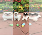 Small #3 Shih Tzu