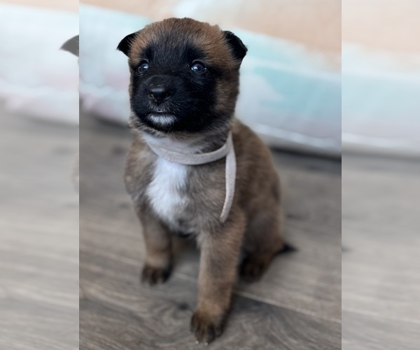 Medium Photo #5 Malinois Puppy For Sale in BUCKEYE, AZ, USA