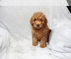 Goldendoodle (Miniature) Puppy for sale in KISSIMMEE, FL, USA
