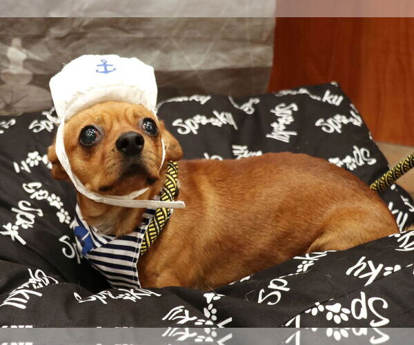 Medium Photo #2 Chihuahua-Unknown Mix Puppy For Sale in Victorville, CA, USA