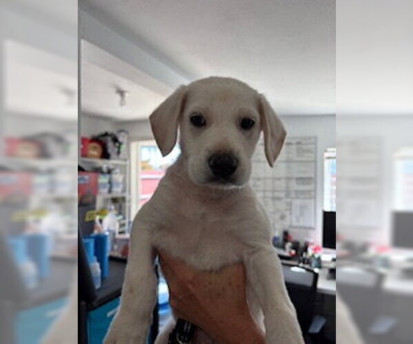 Medium Photo #7 Labrador Retriever-Unknown Mix Puppy For Sale in San Diego, CA, USA
