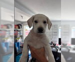 Small #6 Labrador Retriever Mix