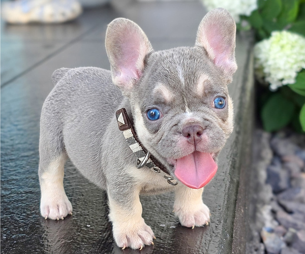 Medium Photo #1 French Bulldog Puppy For Sale in KANSAS CITY, KS, USA