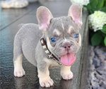 Small French Bulldog