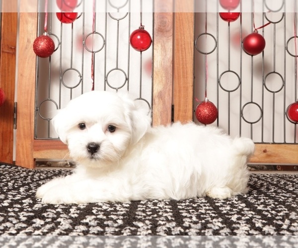 Medium Photo #10 Zuchon Puppy For Sale in NAPLES, FL, USA