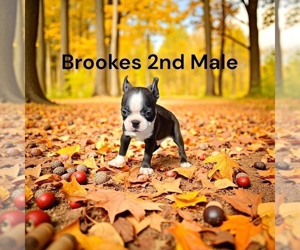 Medium Photo #7 Boston Terrier Puppy For Sale in EWING, KY, USA